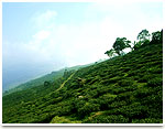 Tea Garden near Kalimpong