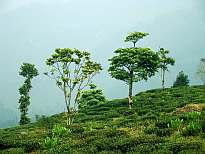 Tea Garden at Kurseong