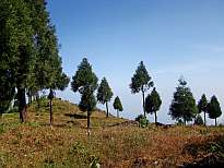 Natural Beauty at Kurseong