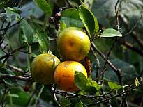 Orange Orchards