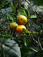 Kurseong Oranges