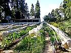 Organic Farming in Kurseong